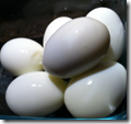 eggs